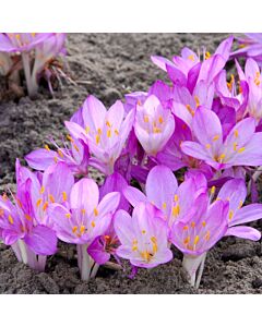 Колхикум /есенен минзухар / Colchicum The Purpureum1 бр