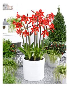 Амарилис colibri sonatini Balentino - 1 бр.