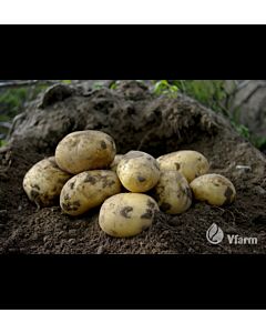 СЕМЕ КАРТОФИ COLOMBA - КАТЕГОРИЯ A