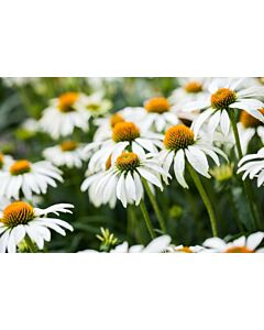 Ехинацея бяла /Echinacea Purpurea Alba/ 1 бр
