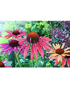 Ехинацея / Echinacea Hot Summer / 1 бр