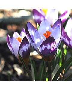 Минзухари  / Crocus sieberi 'Hubert Edelsten' / 1 бр
