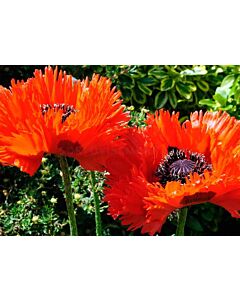 Мак - Papaver Ruffles Turkenlouis -1 корен 