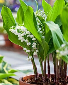 Момина сълза (Convallaria majalis, forcing pipes) 1 бр