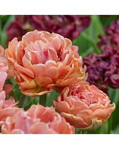 Лале /Tulip Copper Image/ 1 бр