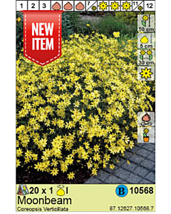 Кореопсис Verticillata Moombeam - 1 бр.