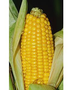 Семена царевица GSS 3951 -100 000 сем