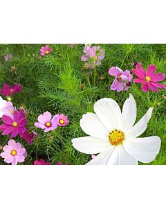 Космос Mexican Aster -1 г