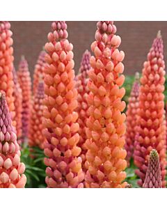 Лупина /Lupinus Salmon red/ 1 бр