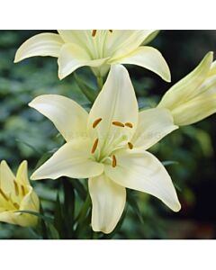 Лилиум азиатски кремав - Lilium asiatic  cream 14/16  - 1 бр.