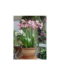 Кринум / Crinum powellii / 1 бр
