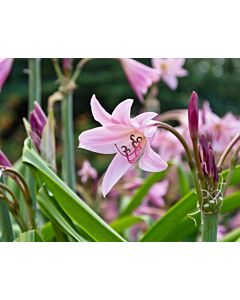 Crinum powellii - размер XXL