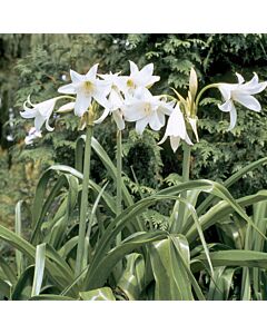 Кринум / Crinum powellii 'Album'/ 1 бр