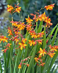 Крокосмия /Crocosmia 'Suzanna'/