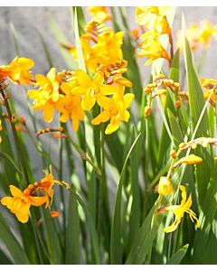 Крокосмия Columbus - Crocosmia crocosmiiflora L.F. Columbus