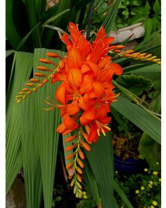Крокосмия /Crocosmia masonorum/ 