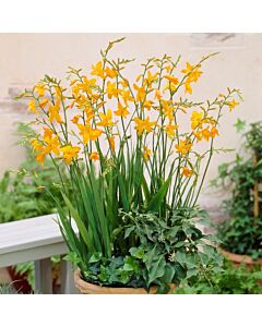 Крокосмия /Crocosmia 'Voyager'/