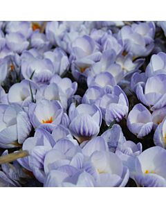 Минзухарchrysanthus Blue Marlin/ 1 бр