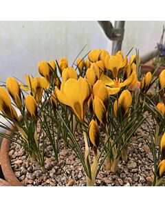 Минзухари  / Crocus chrysanthus 'Goldilocks' / 1 бр
