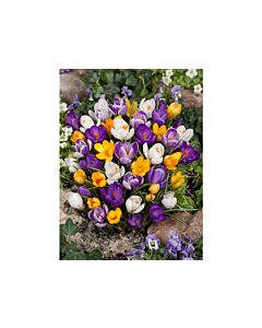Минзухар  Large Mixed/ 1 оп-10 бр