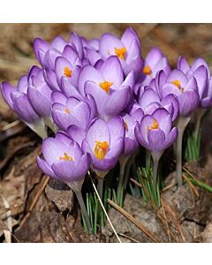 Минзухар Tom Barr's Purple*