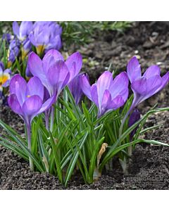 Минзухар vernus ssp vernus - 1 бр.