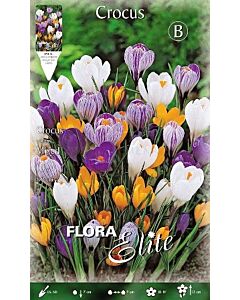 Минзухари Big Flowering Mix
