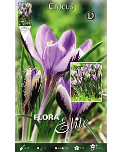 Минзухари Spring Beauty*