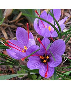 Минзухар Sativus Saffron 1 бр 