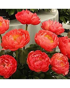 Божур /Paeonia Coral sunset / 1 корен