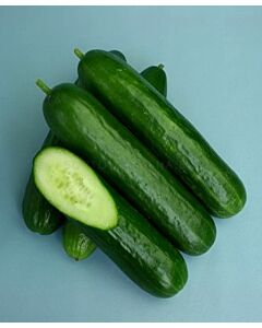 Семена краставици 5182 - cucumber 5182 - 100 сем