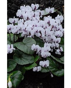 Циклама /Cyclamen coum 'Album' / 1 бр
