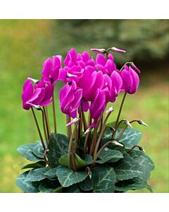 Циклама /Cyclamen persicum/ 1 бр