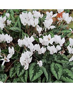 Циклама бяла /Cyclamen hederifolium 'Album'/ 10/12 1 бр