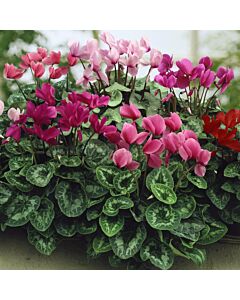 Циклама / Cyclamen persicum / 1 бр