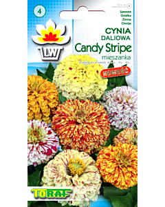 Семена Циния Candy Stripe