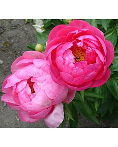 Божур /Paeonia Cytherea / 1 корен
