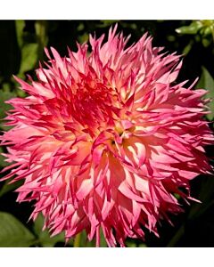 далия Cactus 'Dinnerplate' Pineland Princess