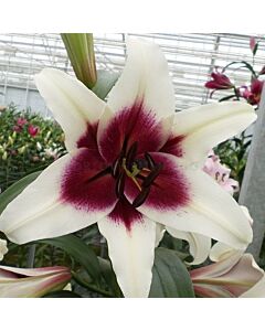 Лилиум дървовиден /Lilium miscellaneous 'Zeba'/ 1 бр