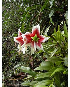 Амарилис-земен /Hippeastrum leopoldii red/ 1 бр