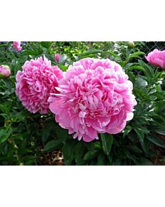 Божур /Paeonia Jacorma / 1 корен