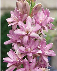 Тубероза Polianthus Pink Sapphire