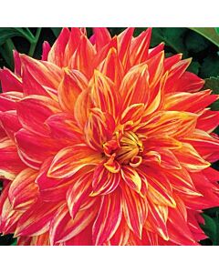 Далия /Dahlia decorative Tyler James/ 1 коренище