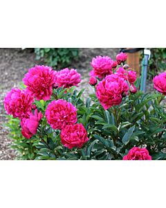 Божур цикламен /PAEONIA LACT KANSAS	/ 1 коренище				