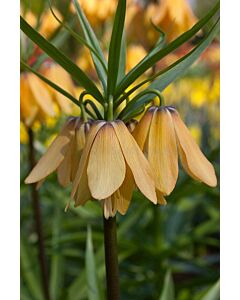 Фритилария /Fritillaria imperialis 'Vivaldi'/ 1 бр