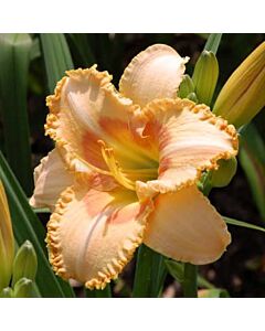 Хемерокалис Уизард/ Hemerocallis Wisest of wizards / 1 бр