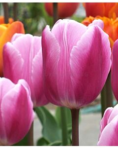 Лале /Tulip Aafke/ 11/12