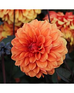 Далия David Howard - Flora Elite 'Packs' elite Dahlia decorative David Howard