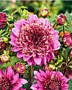 далия Anemone Flowering Mambo - 1бр