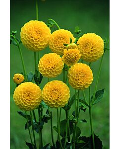 Далия Pompon Deepest Yellow